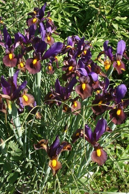 Bearded iris in full bloom